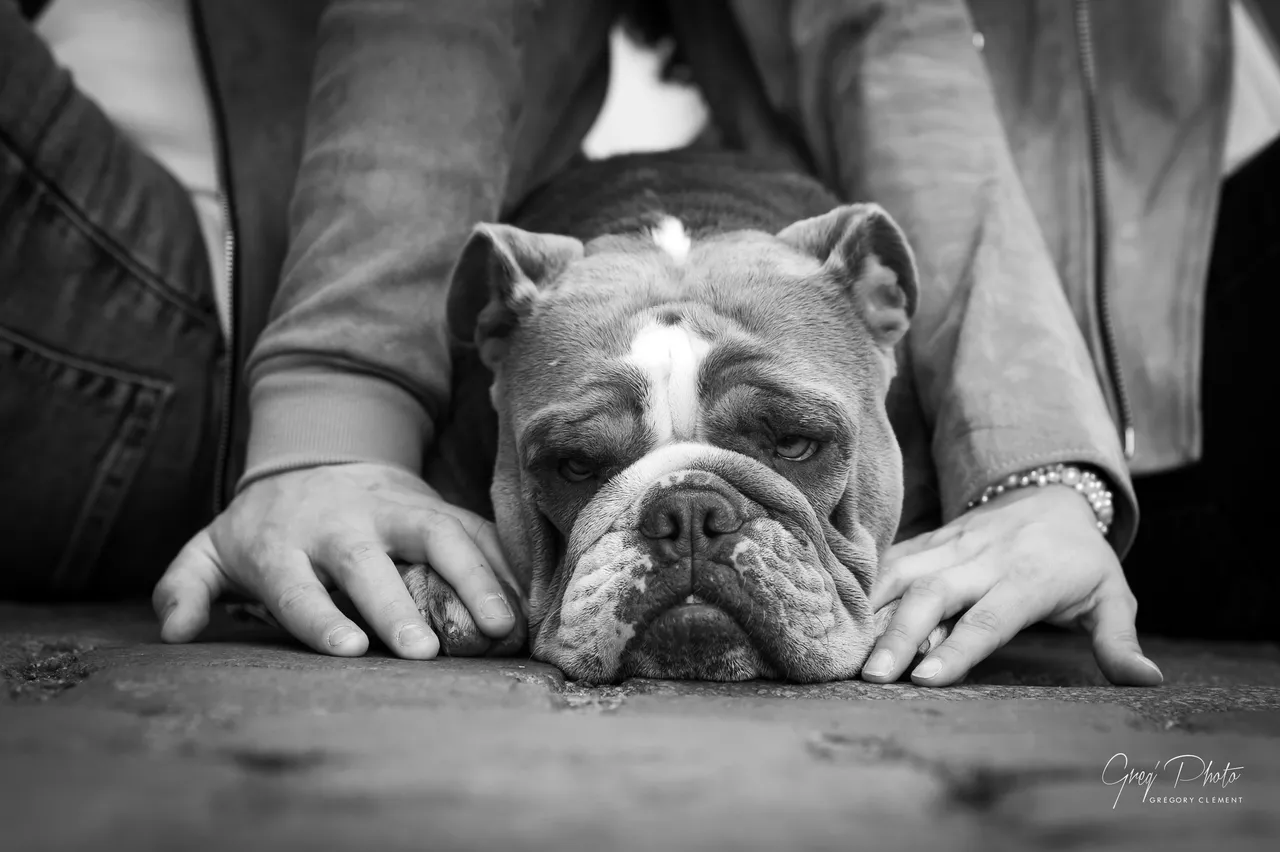 photo en exterieur chien photographe nancy toul