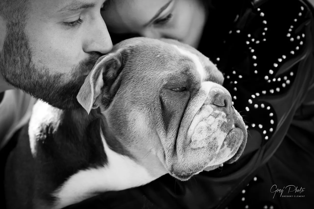 photographe chien nancy toul meurthe et moselle